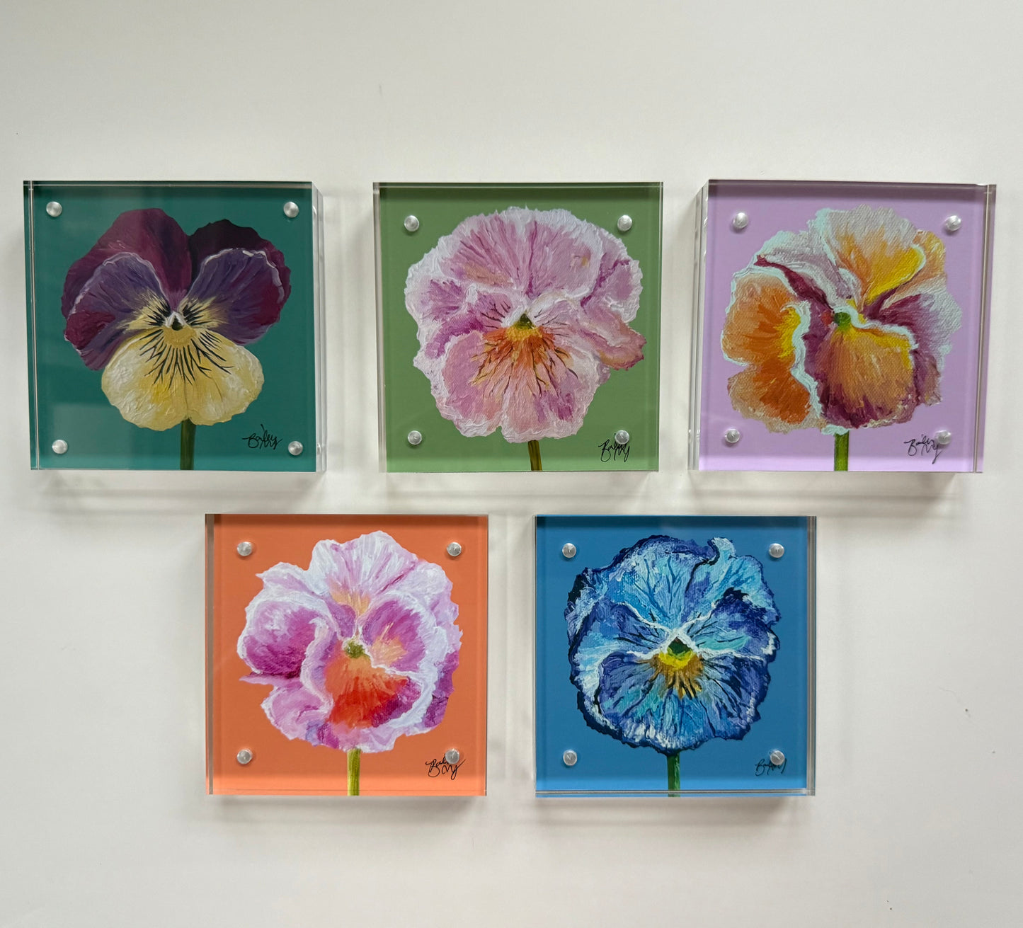 Framed 4 x 4 Dawn's Blush Pansy