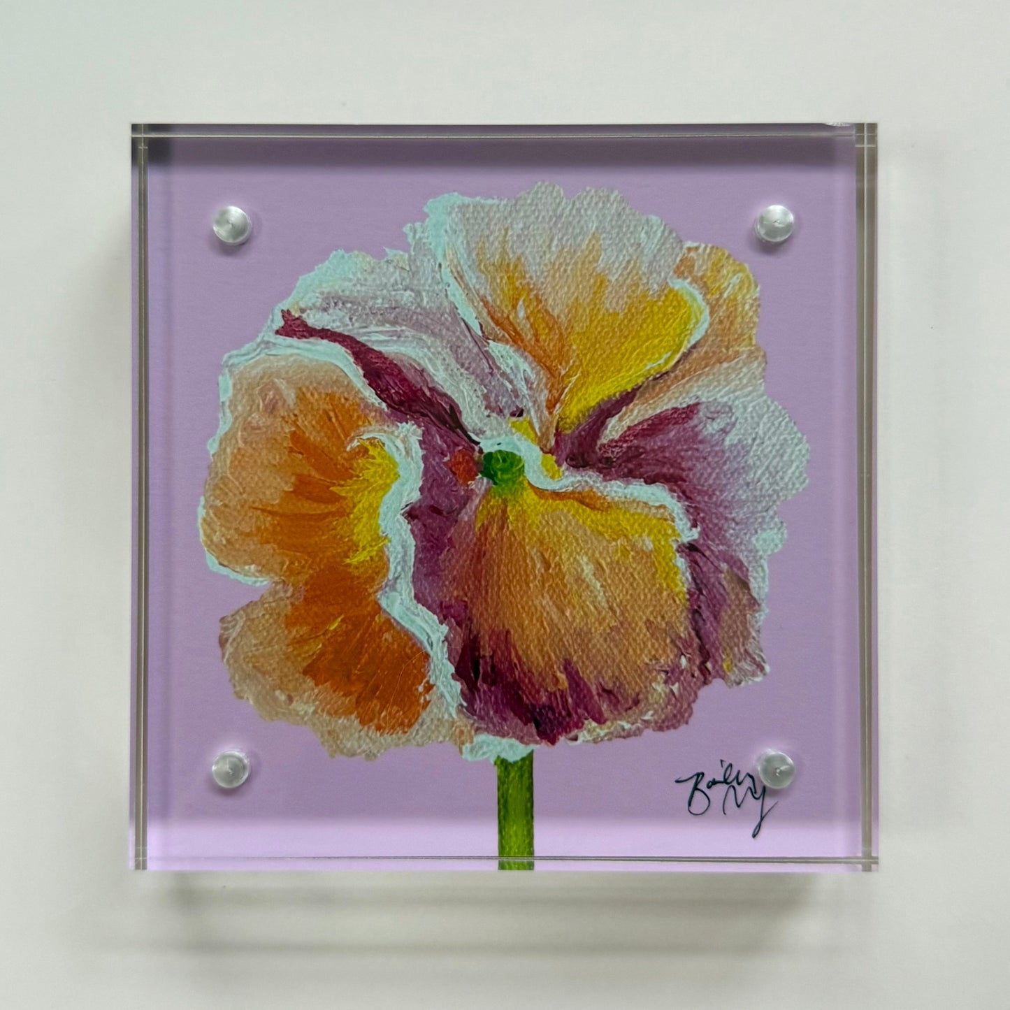 Framed 4 x 4 Dawn's Blush Pansy