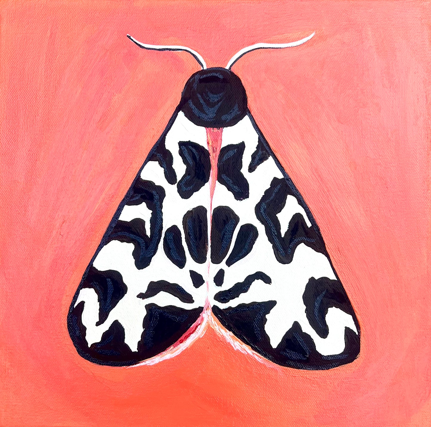 12 x 12 Tiger Moth