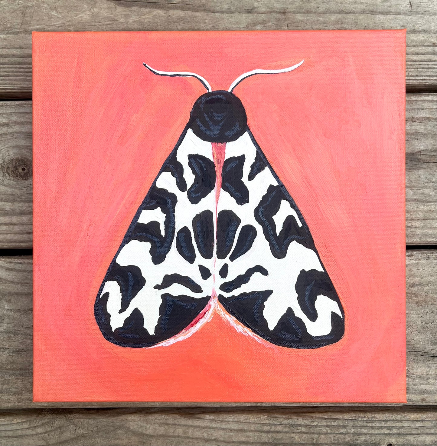 12 x 12 Tiger Moth