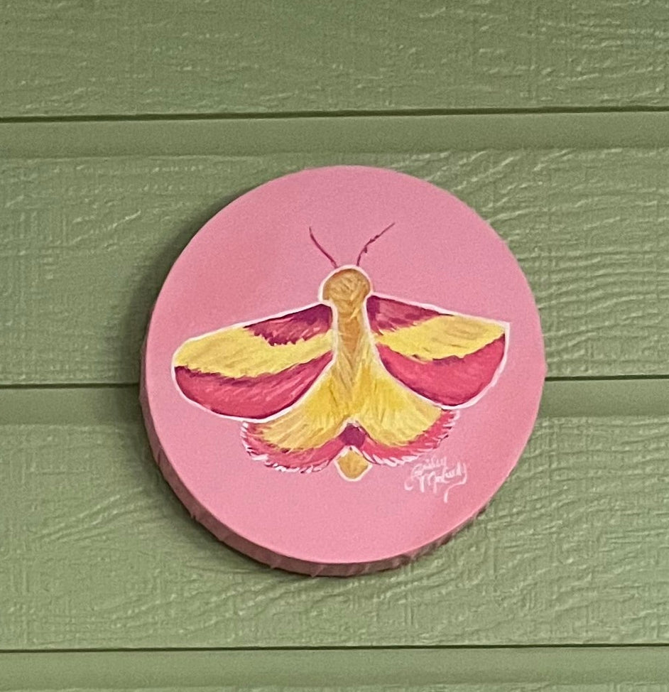 8" Rosy Maple Moth