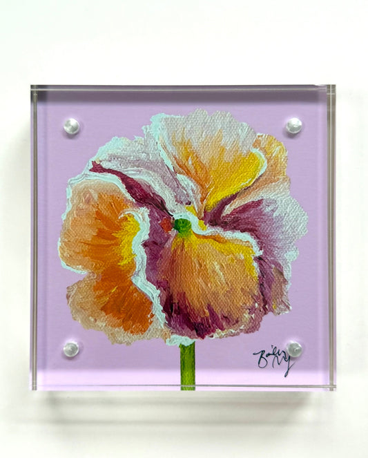 Framed 4 x 4 Dawn's Blush Pansy