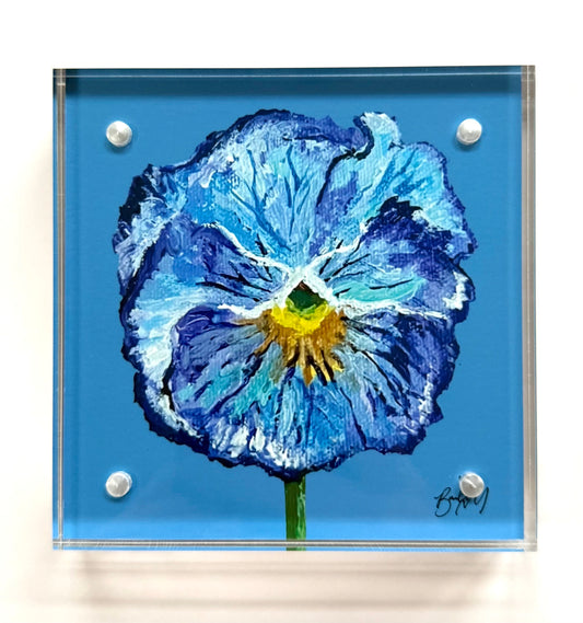 Framed 4 x 4 Azure Delight Pansy