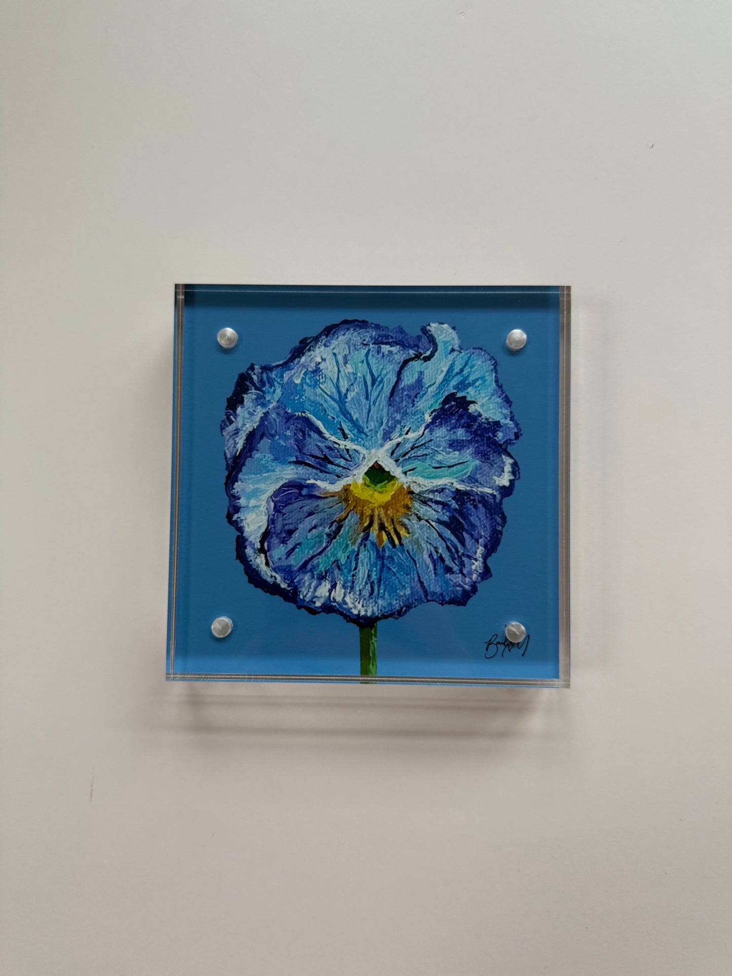 Framed 4 x 4 Azure Delight Pansy