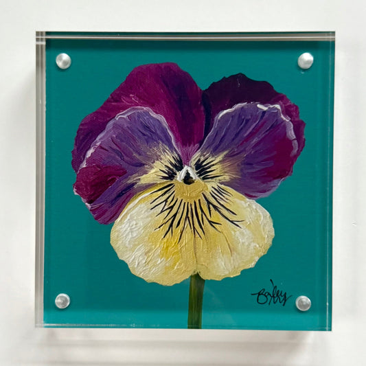 Framed 4 x 4 First Light of Spring Pansy